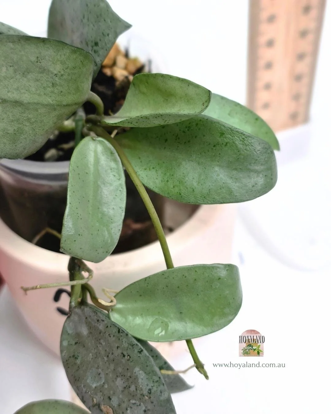🌞 Hoya Stenophylla | Rare Grass-Like Foliage 🩷 — Hoyaland Rare